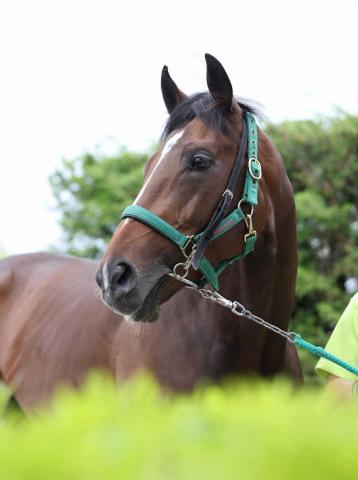 【日本ダービー】(9)ジョバンニ　自分の競馬期待　陣営「できれば良馬場でやりたい」