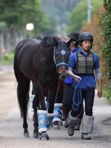 【日本ダービー】(8)エムズ　繊細で偶数枠歓迎　陣営「トモをケアして良くなっている」