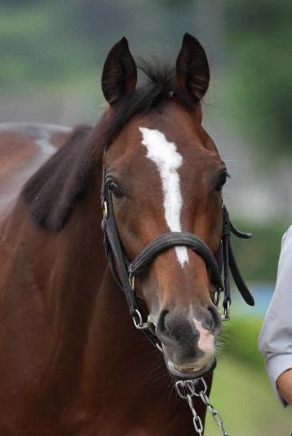 【日本ダービー】(10)トッピボーン　名馬と同じ馬番　笹田師「状態は維持できている」