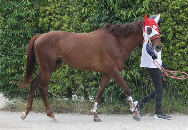 【日本ダービー】(14)ホウオウアートマン　枠は気にしない　陣営「中1週ですが乗っていても元気」