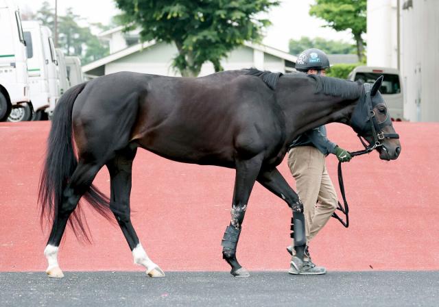 【日本ダービー】内の前で出し抜く自在性ある馬に妙味　狙い目は“最強枠”に入ったリラエンブレム