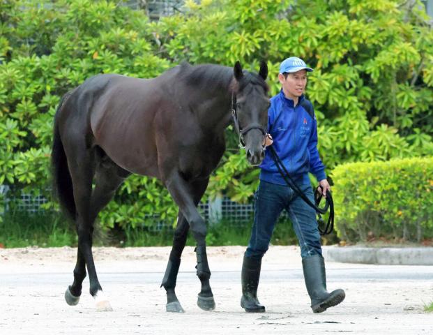 【日本ダービー】クロワデュノールは坂路で力強い動き　斉藤崇調教師「皐月賞からダービーにかけて変わってきました」