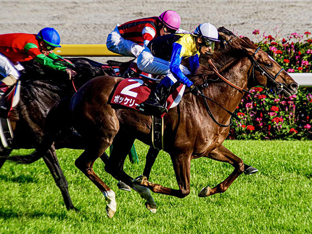 重賞3勝の古豪ボッケリーニが登録抹消 今後は種牡馬になる予定
