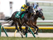社台レースホース所属馬のマスカレードボール(撮影：下野雄規)