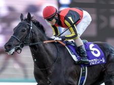日本ダービーに出走するクロワデュノール(撮影：下野雄規)