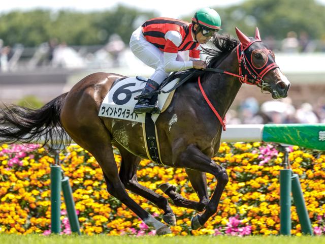 【今日の注目ポイント】京都で3歳スプリント重賞・葵S
