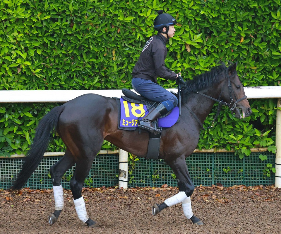【日本ダービー】ミュージアムマイル　良馬場を希望　高柳大師「やることはやってきました」史上２５頭目の２冠制覇へ