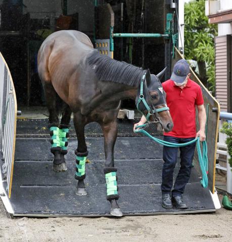 【日本ダービー】サトノシャイニングは到着後の馬房でリラックスした雰囲気　陣営「具合はバッチリ!」