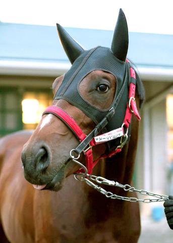 【日本ダービー】ドラゴンブーストが雨の降るなか東京競馬場に到着　陣営「時計がかかる方がいい」