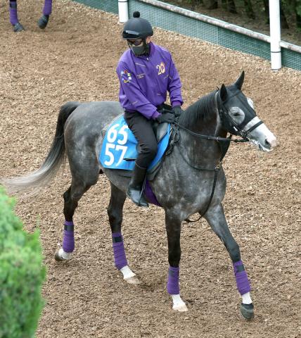 【目黒記念】前走快勝の4歳馬2頭が僅差の1、2番人気　昨秋に同舞台でG2勝ちの白毛9歳馬が続く