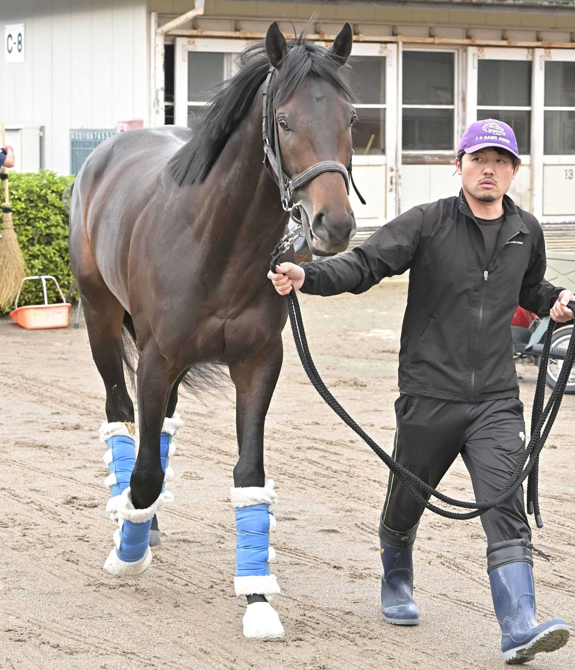 【日本ダービー】ミュージアムマイル２冠達成へ初の東京不安なし　嘉堂祐也助手「皐月賞と同じくらいの状態で臨める」