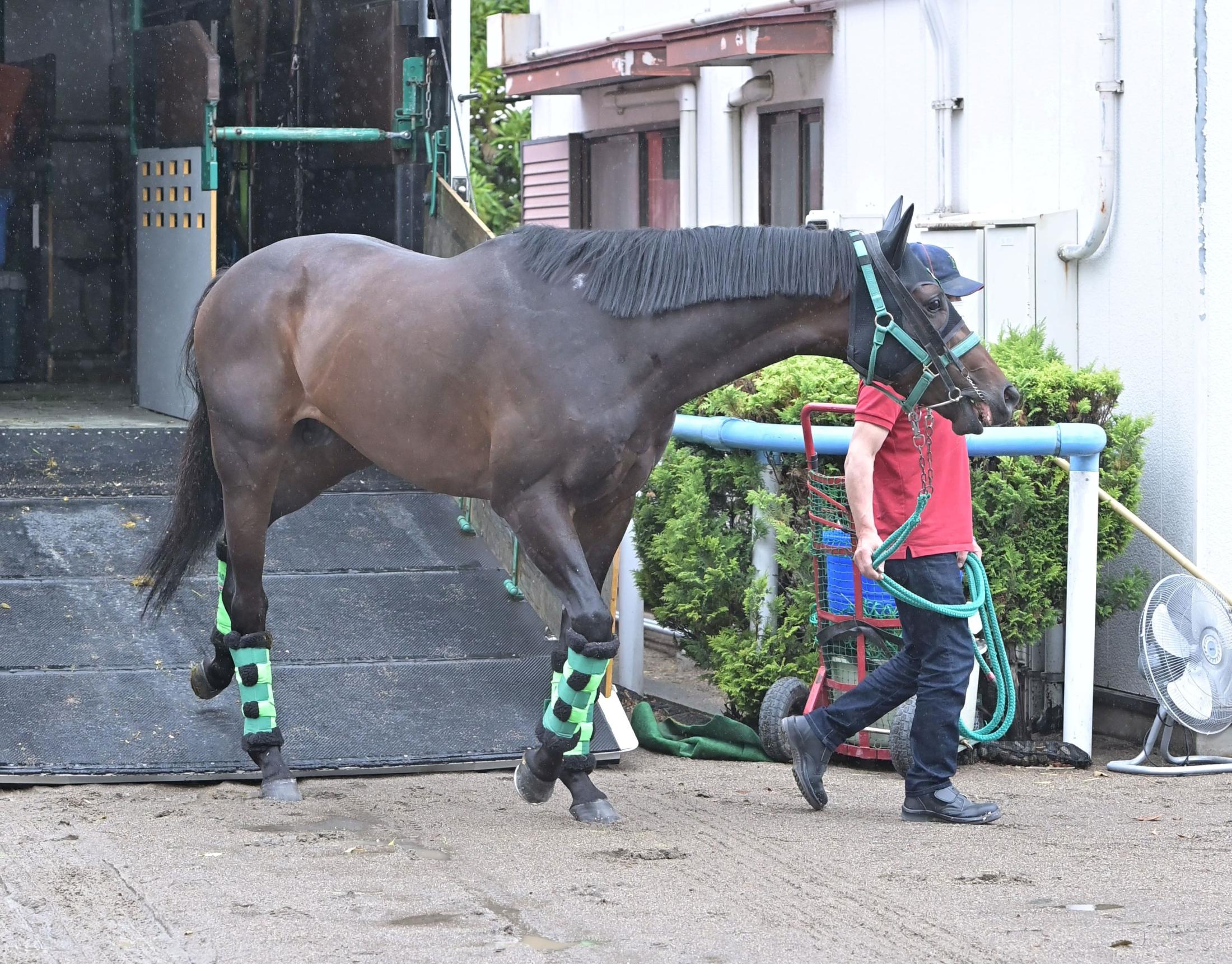 【日本ダービー】サトノシャイニング　見てくれこのツヤ　小川助手自信たっぷり「ピースサインや。体を見たら分かる」