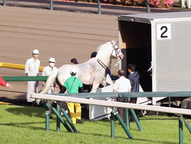 競走を中止したハヤヤッコ（カメラ・池内　雅彦）