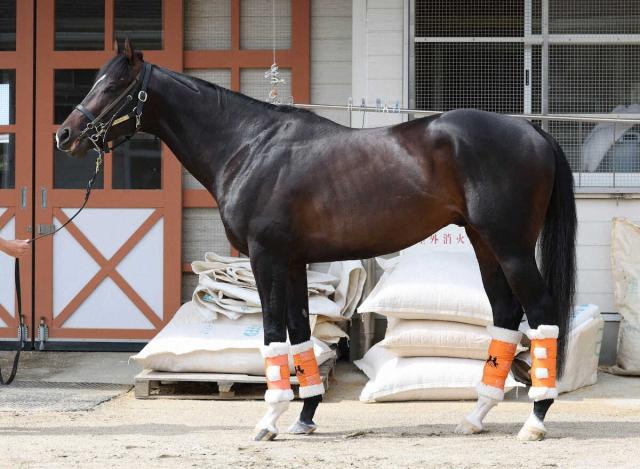 【安田記念】ジャンタルマンタル95点　筋肉マッチョに大変身　ますますマイル仕様へ