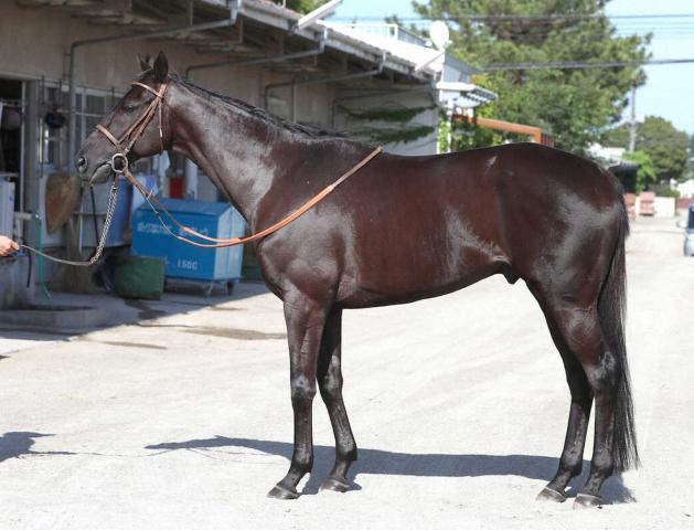 【安田記念】サクラトゥジュール80点　毛ヅヤは良好だ