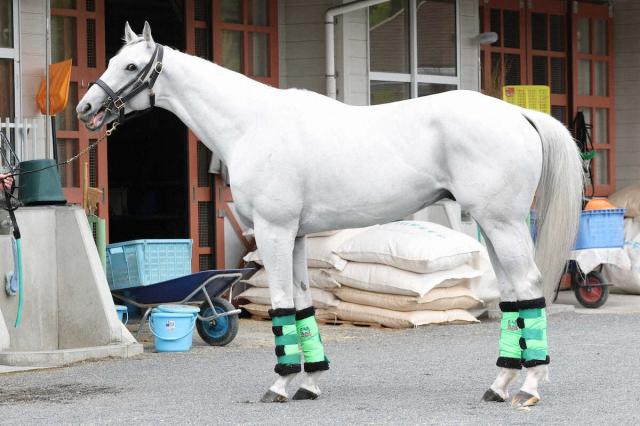【安田記念】ガイアフォース80点　馬体の張り維持