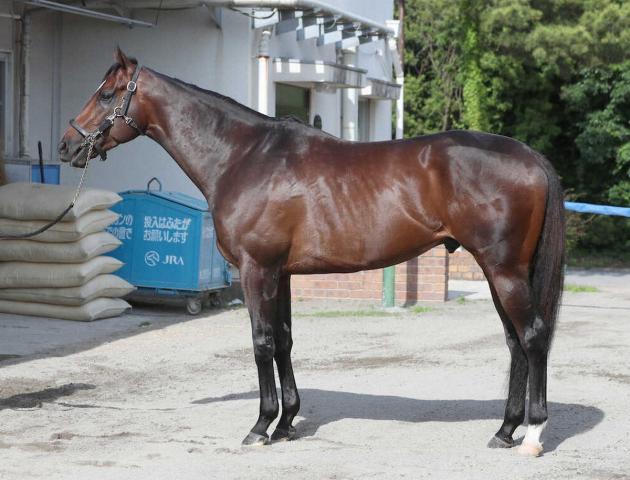【安田記念】シックスペンス80点　屈強な肩の筋肉