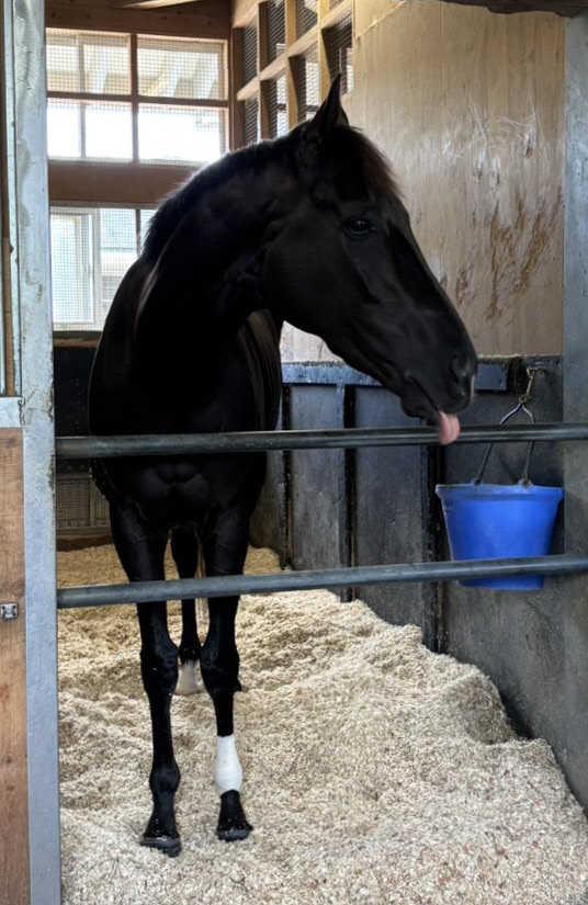 クロワデュノール　馬房でリラックス　間宮助手「餌は食べているし脚もとも大丈夫そう」　ダービー一夜明け