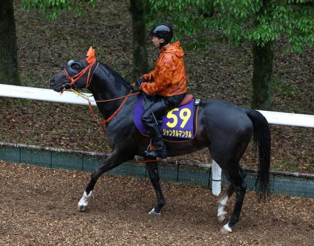 【安田記念】ジャンタルマンタル　仕上がり太鼓判　高野師「戦う馬という感じ」