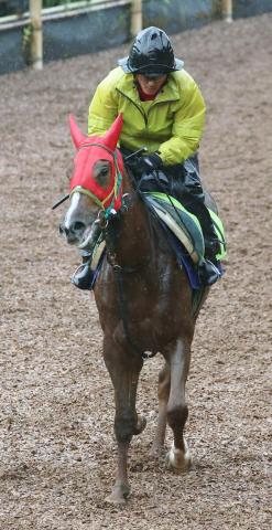 新種牡馬ベンバトル、産駒のトライアンフパスで新馬戦開幕週V狙う　宮調教師「瞬発力ある」
