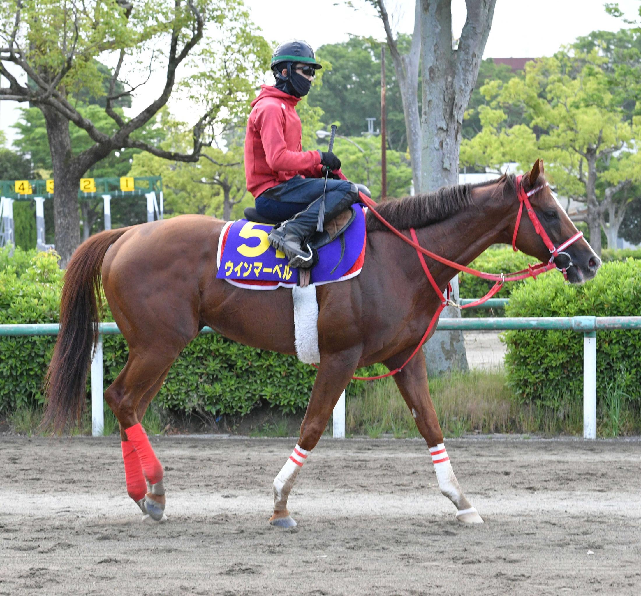 【安田記念】ウインマーベル　大願成就だ　７度目Ｇ１挑戦　深山師「今の感じならマイルは守備範囲」