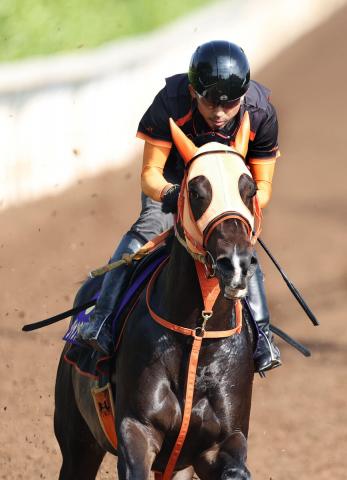 【安田記念】ジャンタルマンタル半年ぶりの実戦も好仕上がり　3度目のG1勝利へ高野調教師「万全です」