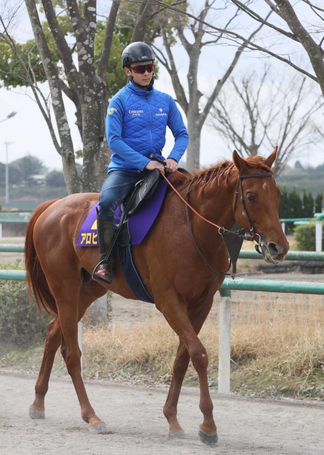 アロヒアリイがパリ大賞回避　凱旋門賞に登録済みで田中博師「フランスに向かうプランは残している」