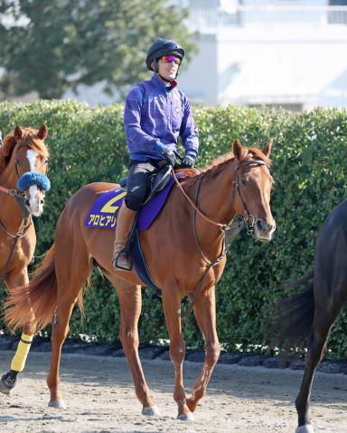 【注目馬動向】凱旋門賞目指すアロヒアリイがパリ大賞を回避　田中博師「フランスに向かうプランは残している」