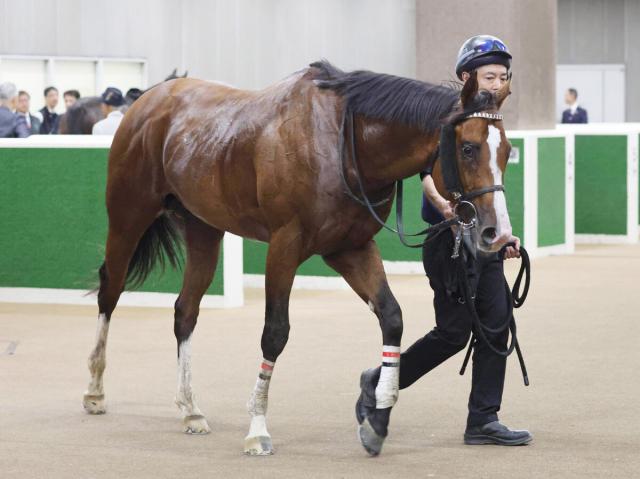 【注目馬動向】むらさき賞Vのメリオーレムは小倉記念→新潟記念　友道調教師「サマー2000シリーズを目指したい」