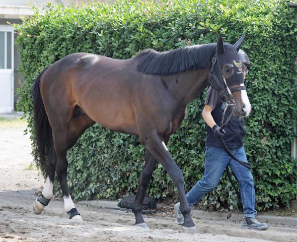 今年の京成杯を制したニシノエージェントが右第1指骨剥離骨折　3か月以上の休養見込み
