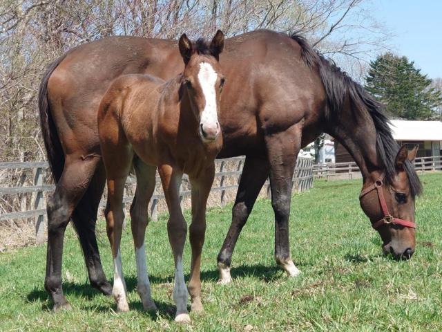 イトコは同日の英ダービーの本命馬 キタサンブラック産駒のスタートレインがデビューV狙う