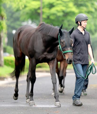 右第一指骨剥離骨折を発症したアルマヴェローチェは全治3か月以上　JRAが発表