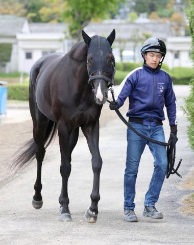 【古馬・注目馬動向】ニホンピロキーフは幸英明騎手、デビットバローズは松山弘平騎手とのコンビでしらさぎSへ