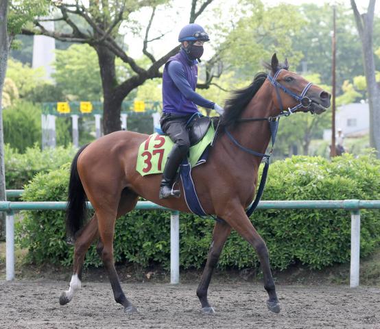 【POG】ディアダイヤモンド8日の芝1400メートルで初陣Vへ　手塚久調教師「カリカリせず冷静に走れている」