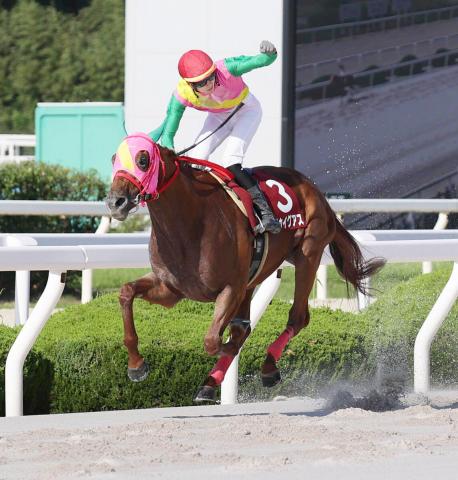 【園田競馬・六甲盃】2番人気のマルカイグアス9馬身差V　重賞5勝目　鴨宮祥行騎手は豪州修業の成果出た