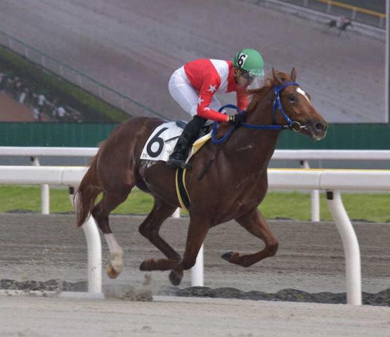 【地方競馬コラム】スマトラフレイバー　スタートが速く決め手もある　短距離戦線の主役候補