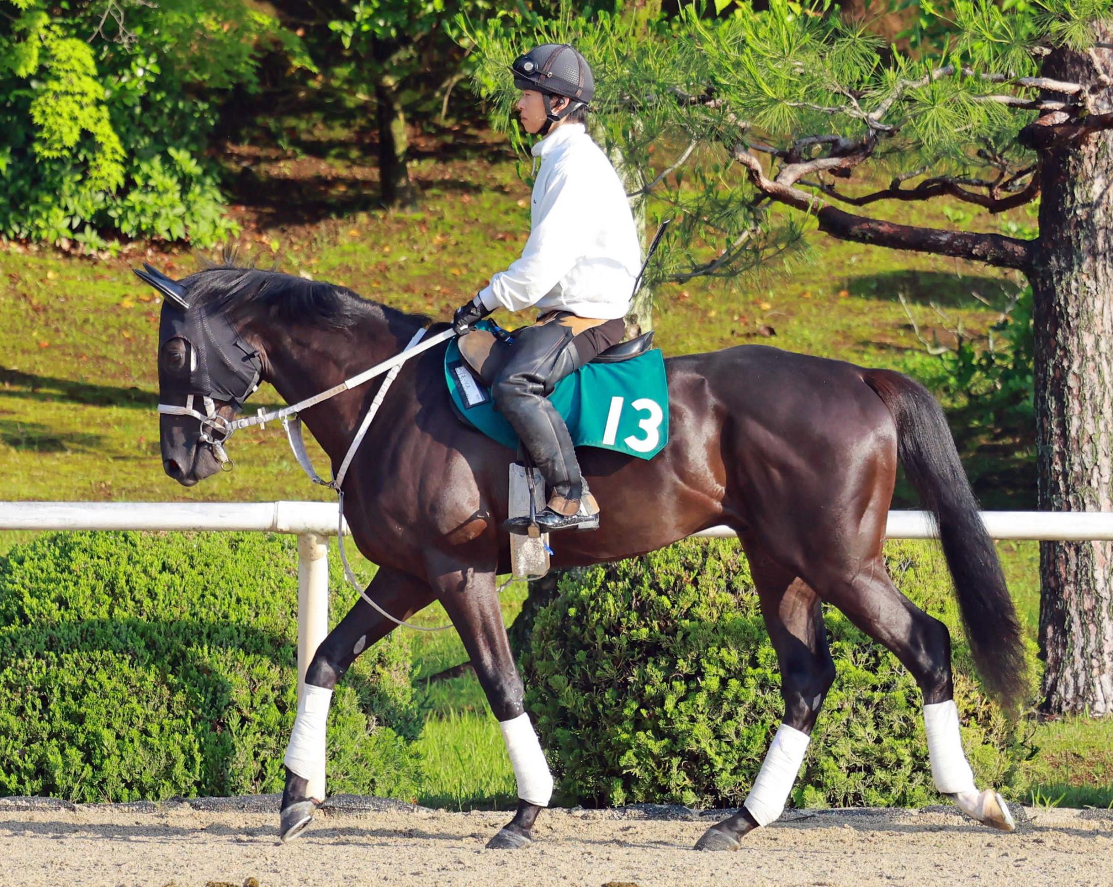 【新馬戦】チュウワカーネギー　世代一番星だ　大久保師「期待通りにきている」北村友も期待
