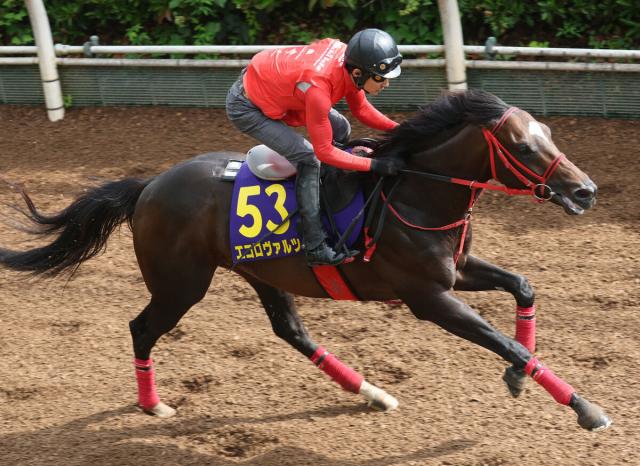 【安田記念】エコロヴァルツは4枠8番の絶好枠　牧浦調教師「内すぎずいいところ」