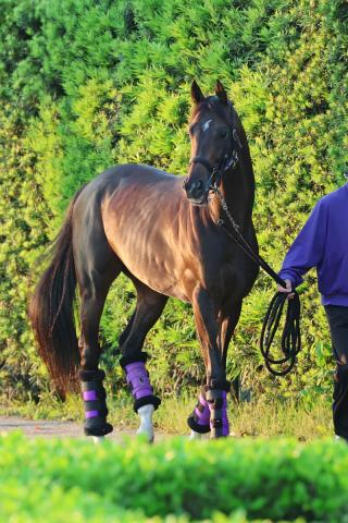 【安田記念】今春の東京・芝G1の傾向から浮かび上がる伏兵