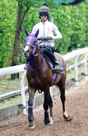 【東京ダービー】3歳ダート2冠を狙うナチュラルライズがパワフルな動き　伊藤圭調教師「重め感はない」