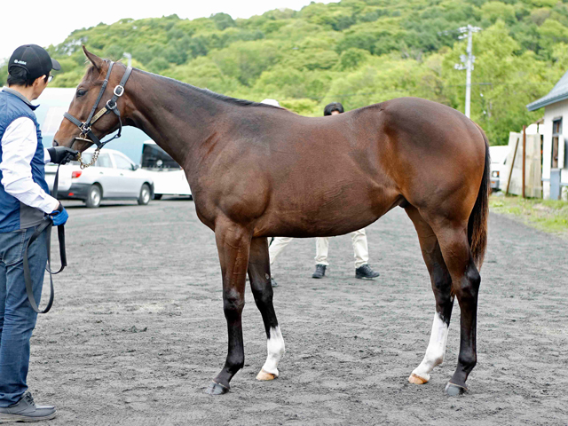 第67回三石軽種馬1歳馬育成管理品評会が開催 13頭から牡牝の最優秀賞が選ばれる