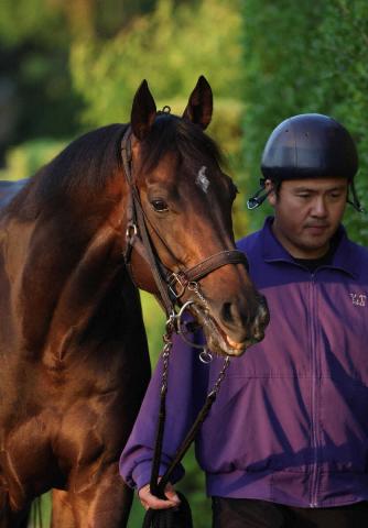 【安田記念】(17)ジュンブロッサム　馬体重問題なし　友道師「しまいを生かす競馬が良さそう」