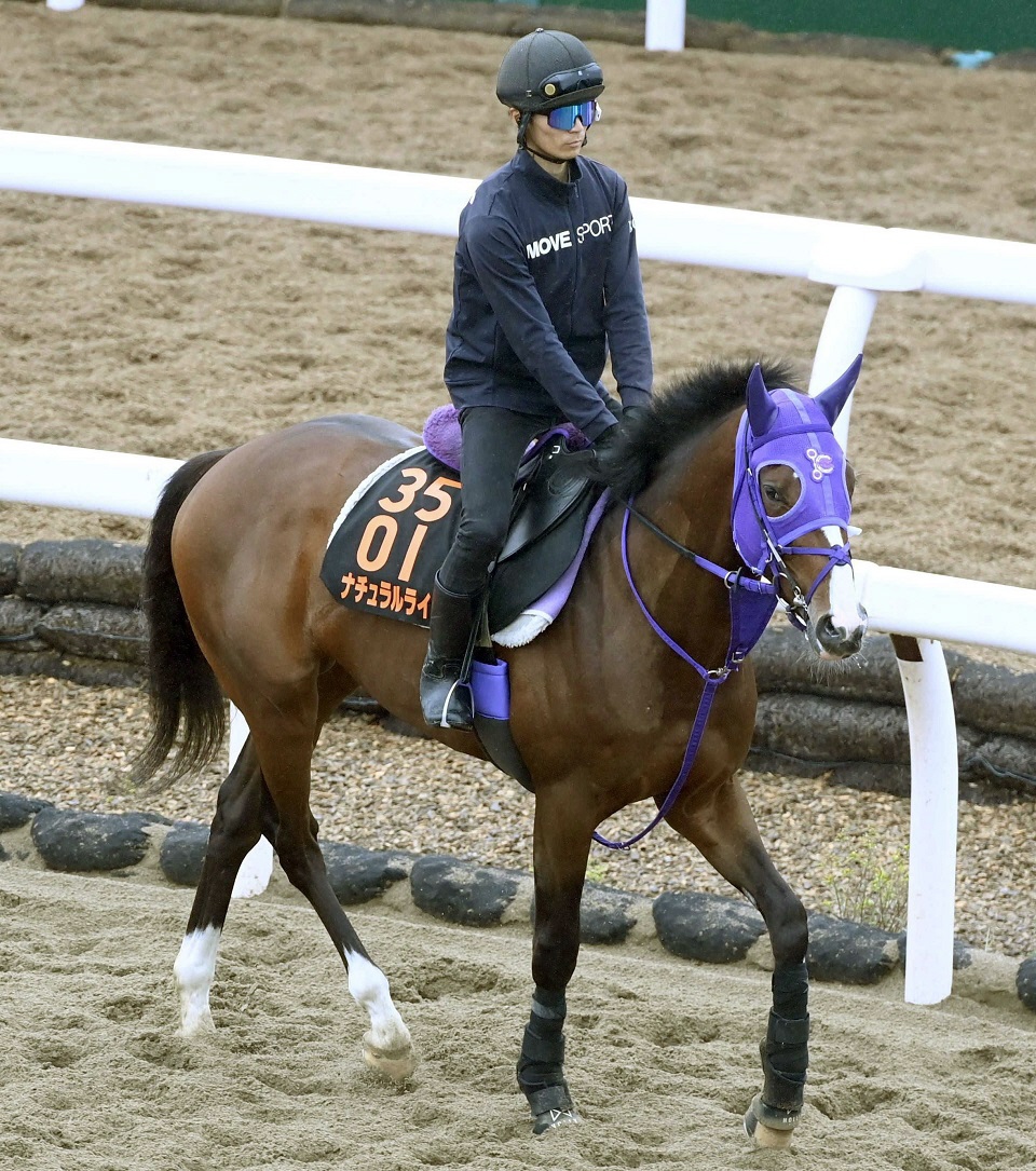 ナチュラルライズが東京ダービーへ最終追い切り　伊藤圭師「いいんじゃないですか」