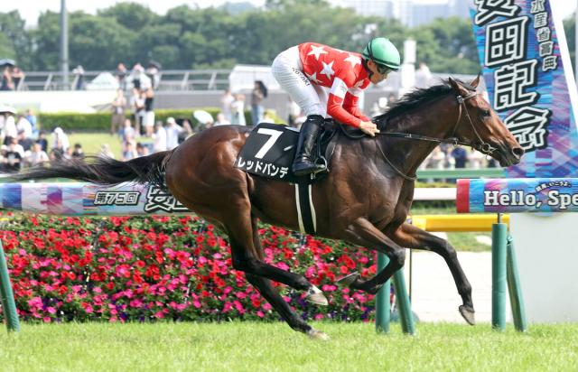 【東京9R・稲城特別】青葉賞4着のレッドバンデが5馬身差圧勝　菊花賞に向けて大竹調教師「距離延びていい」