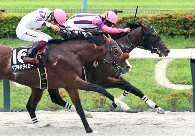 【東京11R・麦秋S】サフランヒーローが連勝でオープン入り　森一調教師「状態の良さ生かせた」