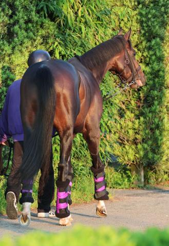 【安田記念】ジュンブロッサムは馬運車降りてすぐカイバもりもり　陣営「暑い時期はいい」