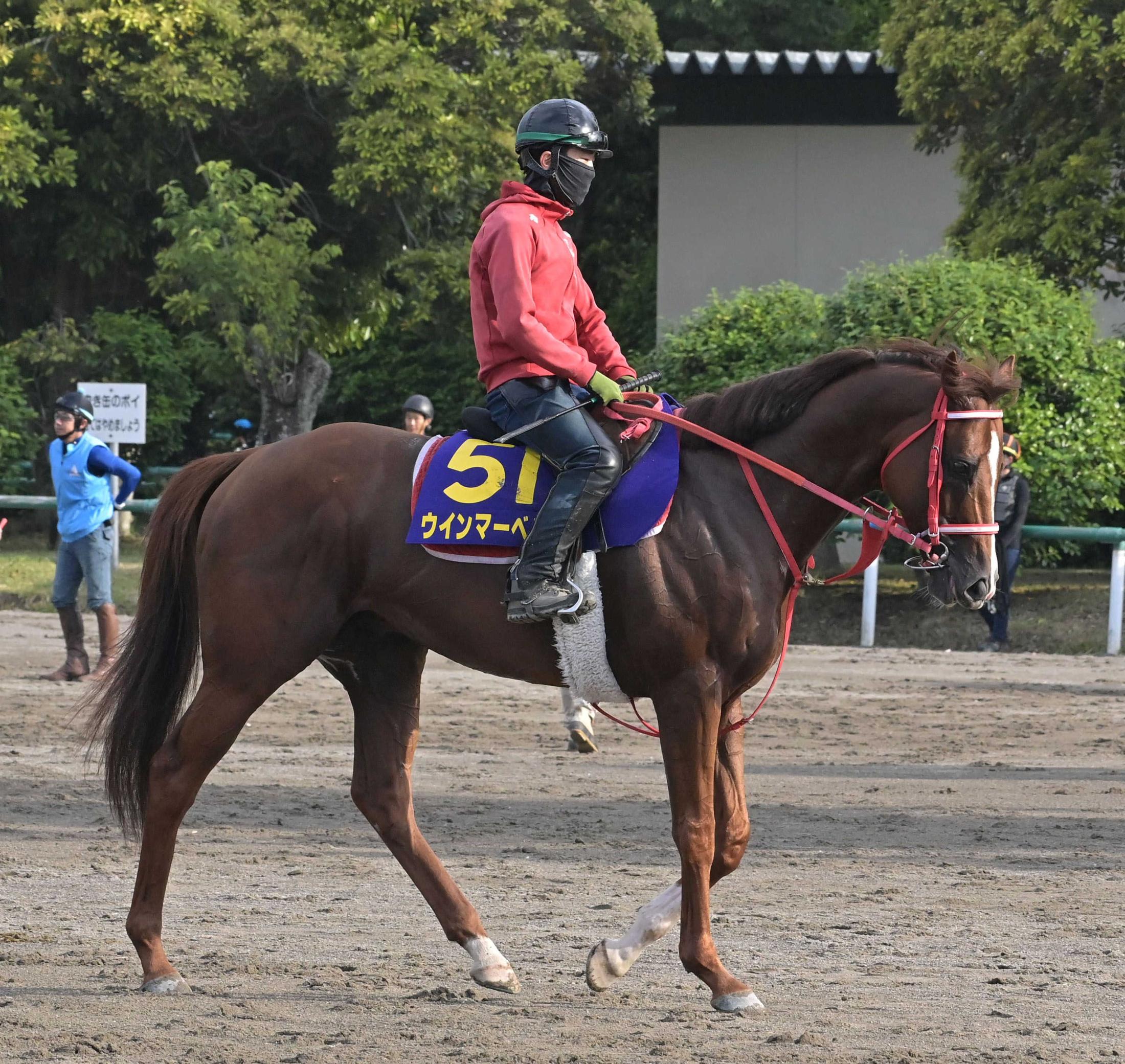 【安田記念】ウインマーベル悲願のＧ１初制覇へ　深山師「いい雰囲気」２枠４番「２番手につける形が理想」