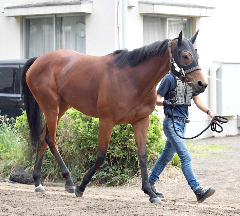 【安田記念】紅一点のブレイディヴェーグ　馬体減も宮田師「すこぶる順調で、歩様、馬体と問題ない」
