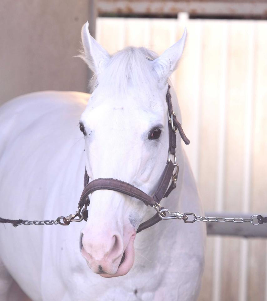 白毛馬ハヤヤッコが現役引退　国枝師「長い間よく頑張ってくれた」　目黒記念で故障発症して競走中止