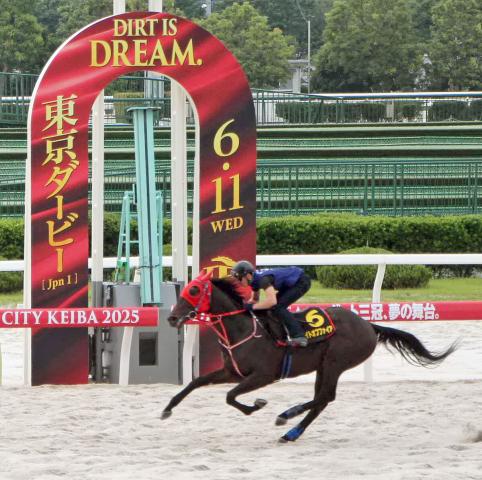 【東京ダービー】ナイトオブファイアが最終追いで抜群の伸び脚を披露　渡辺和調教師「大一番に向けて悔いのない仕上げ」